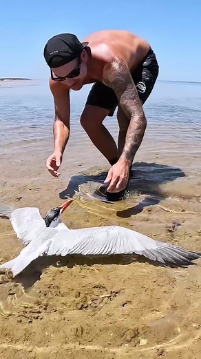 extreme heat and conditions take a pretty heavy toll on birds this time of year, this little fella was bloody exhausted but just needed a little help and will be fine