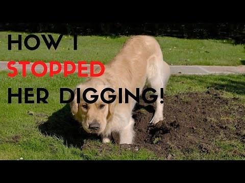 How To Stop A Dog From Digging