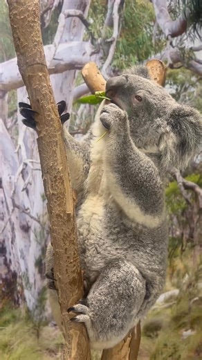 15K views · 2.2K reactions | Cuddly, quirky, and oh-so-Aussie ✨...