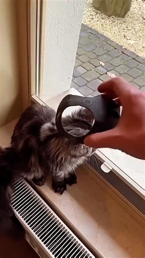 Cat guy on Instagram: "Funny cats have a special talent for turning everyday moments into comedy shows. One minute they’re lounging like royalty on a sunny windowsill, and the next they’re launching themselves into a cardboard box that is clearly too small. Their confidence makes it even better. A cat will attempt a dramatic leap onto a table, miss completely, and then casually pretend it meant to do that all along. It’s the silent dignity after total failure that makes people laugh the hardest.