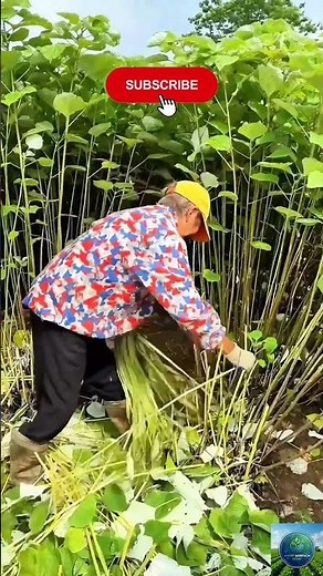 Traditional Harvesting Techniques: How Natural Plant Ribbons Are Stripped #agritech #farming #viral