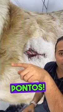 Cuidados com os pontos são fundamentais após cirurgias em cães principalmente de grande porte!