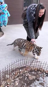 Awesome little tiger baby runner fast. #awesometiger #littletiger #lovetiger #babylittletiger #reelsbos | Life Time Wild