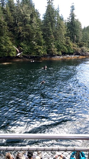 We will have you front row visiting the wildlife of Alaska above and below the waters of Annette Island. Are you ready to See This? Book Your Tour Today. #findyourpassioninalaska | Bering Sea Crab Fishermen's Tour