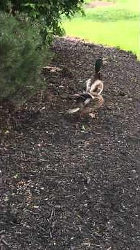 Female Gets BRUTALLY RAPED!!!!