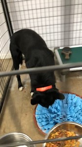 7.5K views · 125 reactions |  Toys + Treats = Tail Wags of Joy! ...