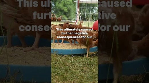 Dung Beetles were Sacred