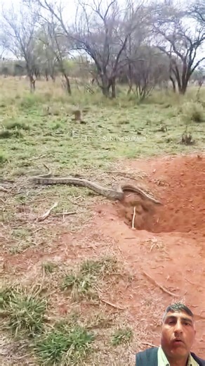 Python snakes 🐍 fight/#viral |#snake |#trending