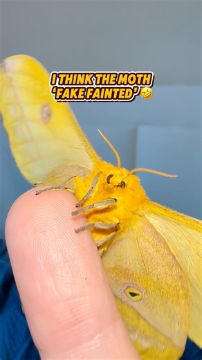 Why did he do that though?! 🤣 #moths