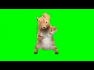 Squirrel Dance green screen