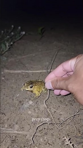 #timelapse, start to finish alone build log cabin (wooden house), how to build wooden cabin, surviva