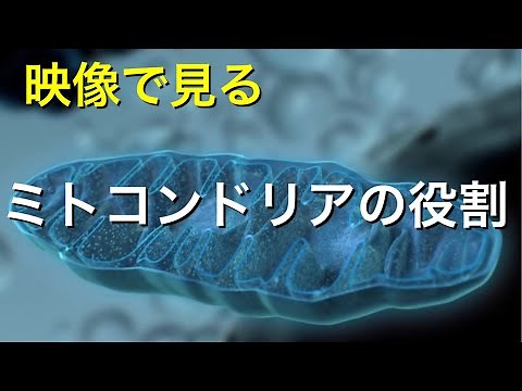 【生物】ミトコンドリアの役割を映像で学ぶ