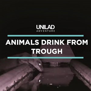 This farmer set up a trough for animals in Australia during one of their worst droughts 😓🦘 | UNILAD Adventure