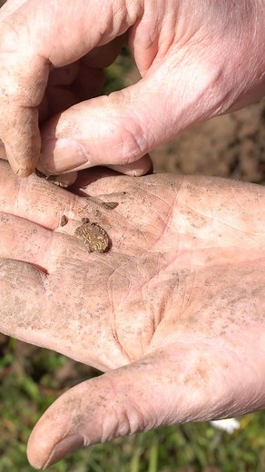 27K views · 679 reactions | He found his first gold coin朗 Marcus was using the new “Thin Coins” mode to recover this coin. This mode helps with faster recovery speed on thin coins and enhances response on a select Target ID range. #garrett #garrettfind #garrettvortex #metaldetecting #metaldetectingfinds #vortexfind | Garrett Metal Detectors | Facebook
