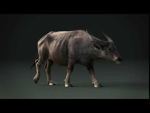 CGI 3D Animated Animal in Blender | Asian Buffalo & Water Buffalo