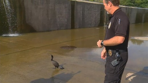 Teens recorded themselves torturing, killing ducks, turtles says Animal Care Services