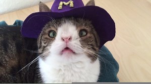 64K views · 9.2K reactions | Monty Potter uses his magic powers to spread happiness to the world :D #MagicMontyPotter | Monty | Facebook