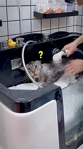 Un chat aussi calme, c’est possible ? La preuve en vidéo ! #fyp #animal #pourtoi #chat #nettoyage #animals #shorts #zoo #drole #humour | Wildcatlife