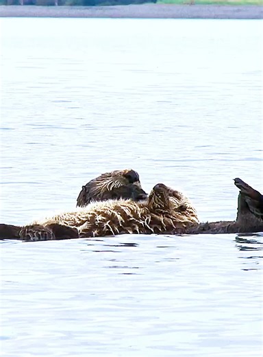 Exploring Wildlife: Fascinating Facts About Wild Animals