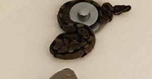 Snake ends sewer voyage in woman's bathtub