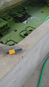 7.7K views · 41 reactions | Just your morning routines. Water change for our crayfish breeder pond. 咽 | FD Petshop | Facebook