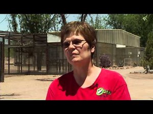 Parrot Sanctuary Provides Home for Abused, Neglected Birds