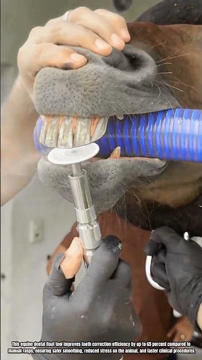 Best Innovation Dental Float Tool: How to Smooth Horse Teeth Safely