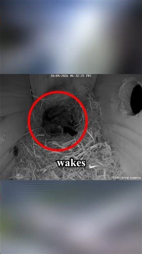 This Is How Blue Tit Wakes Up