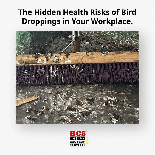 Risks of Bird Droppings