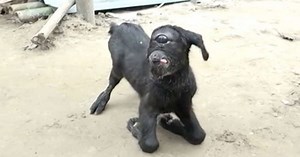 Cyclops Goat (Video)