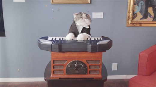 Cats butcher choir practice in ridiculous, hilarious fail