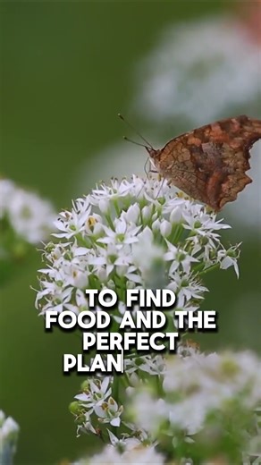 🦋 Butterfly Taste Buds