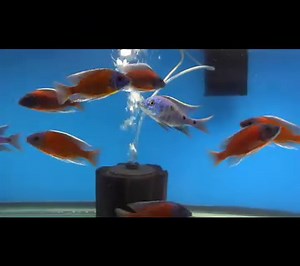 Copadichromis Borleyi Kadango and Copadichromis Azureus Mbenji instock and ready to go. These were imported from Aquahaus-Gaus in Germany. Visit our website for our full stock list Beantownaquatics.com | Beantown Aquatics