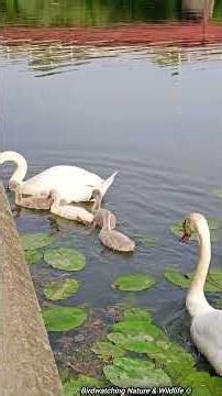 4 Growing Cygnets! 🦢❤️ This Beautiful Swan Family Lost One Baby