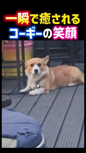 A Corgi's smile that instantly lifts your spirits.
