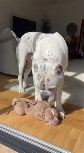 Tiny Bully Talks Big 😂, #FunnyDogs #ViralShorts #DogPrank, cane corso vs pitbull