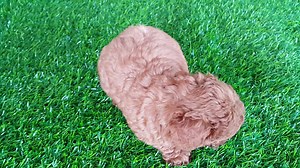 31 reactions · 9 comments | [SOLD] Pure Breed Toy Poodle puppy ready for rehome. Gender : Female Colour : Red Age : 7 weeks Cert : No Deworm : Done 1st Vaccine : Done Price : RM850 Serious buyer please call or whatsapp @ 0138156339 for details. | Borneo Bully | Facebook