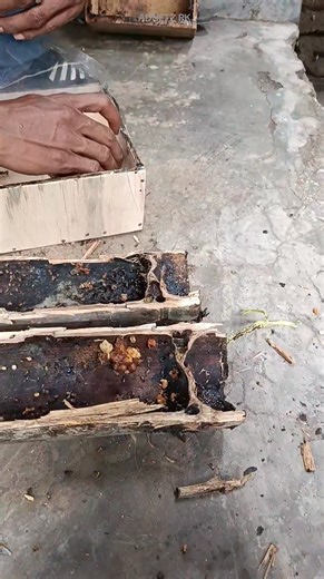 how to move the trigona beekeeper's colony from bambo's original nest to the box🐝🍯 #beetrigona #beekeeper #beekeeping #stinglessbee #honeybeesting @sorotan | Adhetz Putra Kelana