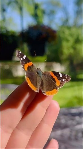 Fluttering is Good | What does it mean?🦋