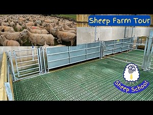 1000 Sheep: Expert Farmer Interview and Farm Tour Of Slatted Shed, Handling System and Sheep.