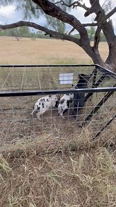 205K views · 1.3K reactions | Morning trapping treat 肋  | Jared Fishing & Hunting Texas , Alaska & Mexico Adventures | Facebook