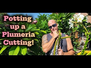 Potting up a Plumeria Cutting!