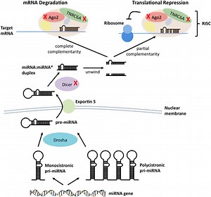 Did C.W. Post Have Stomach Cancer? - What Box Game