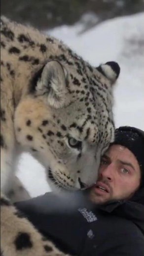 Snow Leopard Attacks Man — But What Happens Next