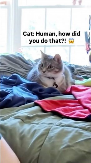 Interesting facts about Domestic shorthair cats (Domestic cats)