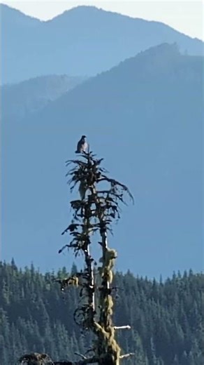 Band Tailed Pigeon on Treetop #shorts