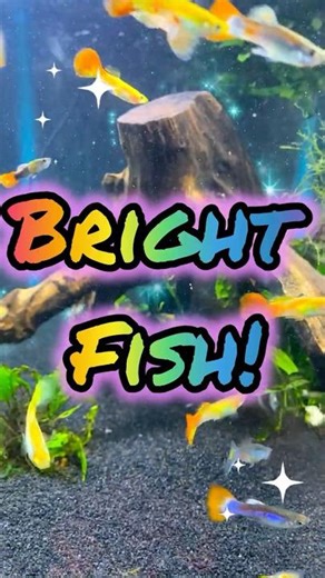 Bright Fish!