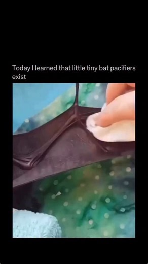 Random Videos | While it’s incredibly cute, this tiny pacifier serves as a critical tool for wildlife rehabilitators saving the lives of orphaned bat pups.... | Instagram