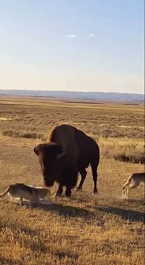 Bison vs Wolf Pack: The Most Powerful Counter Attack Ever Caught
