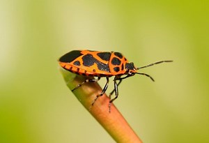 Top 5 Tiny Flying Beetles in the House | Identification and Control - Pest Samurai